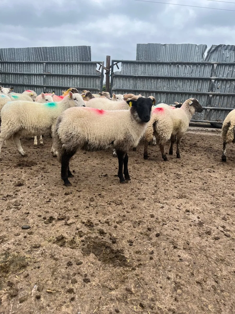 Store lambs - Image 4