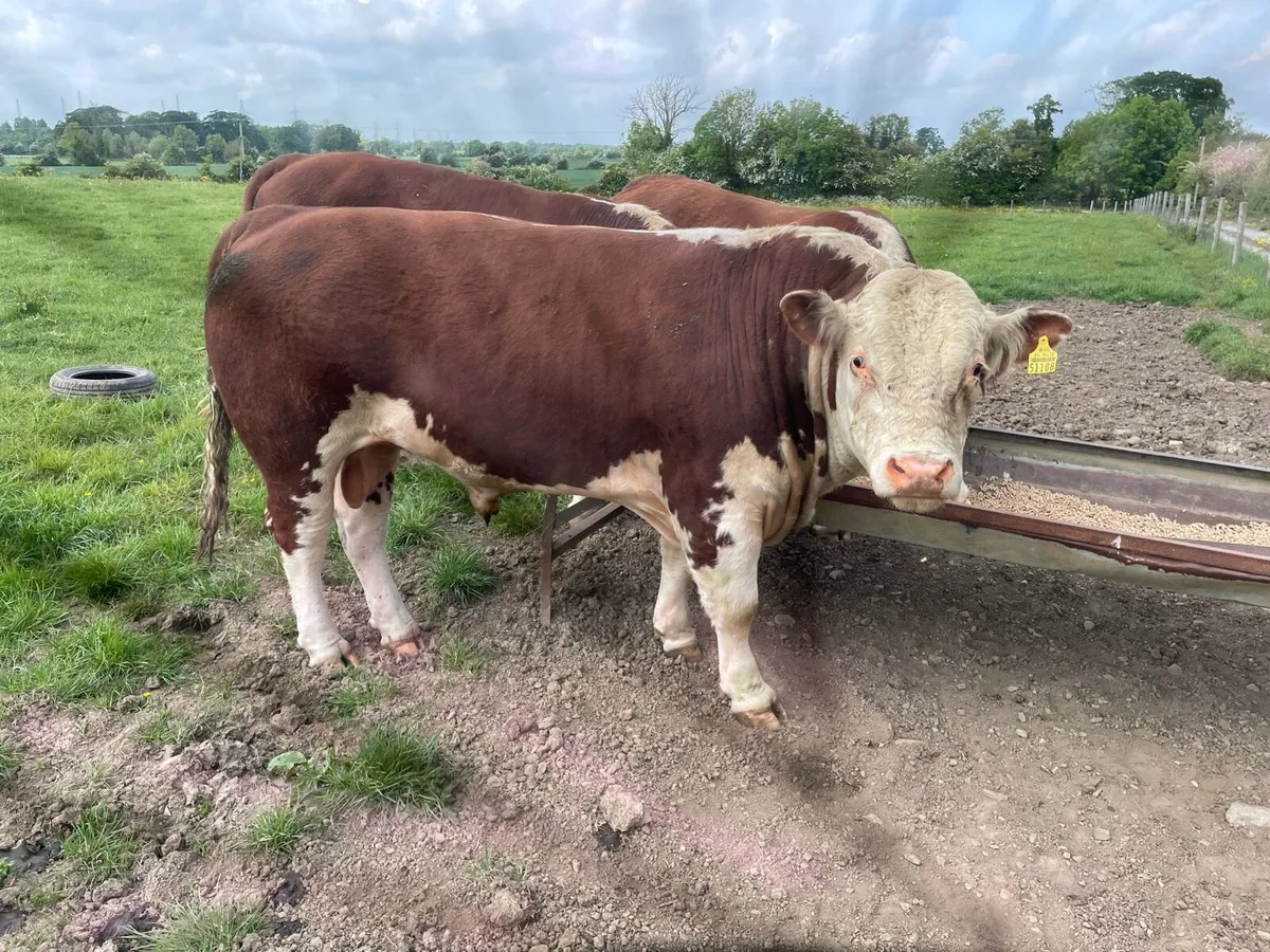 HEREFORD BULLS - Image 1