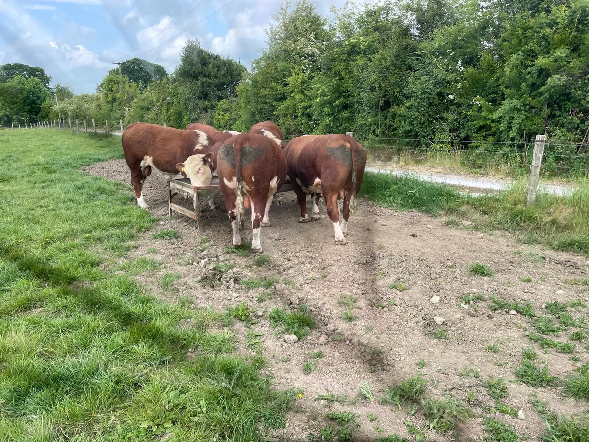 HEREFORD BULLS - Image 2