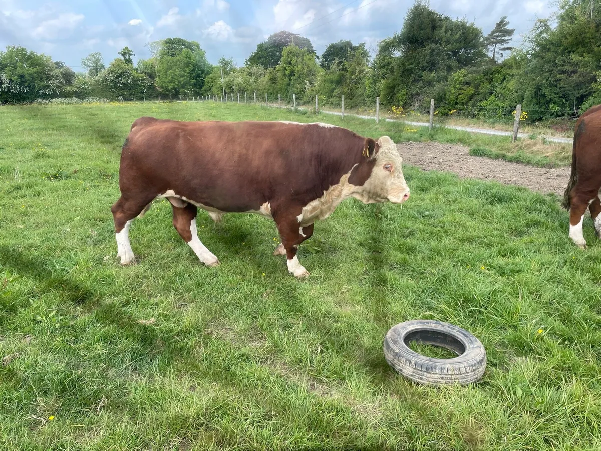 HEREFORD BULLS - Image 3