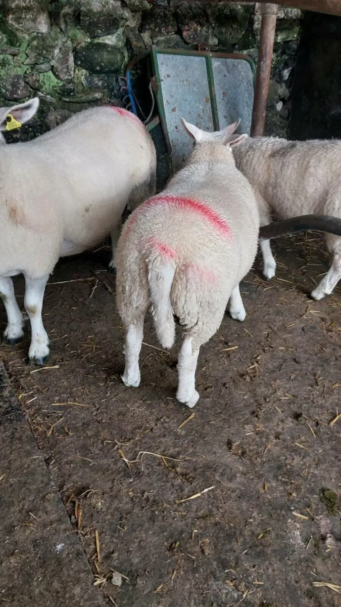 Ewe lambs texel/border - Image 1