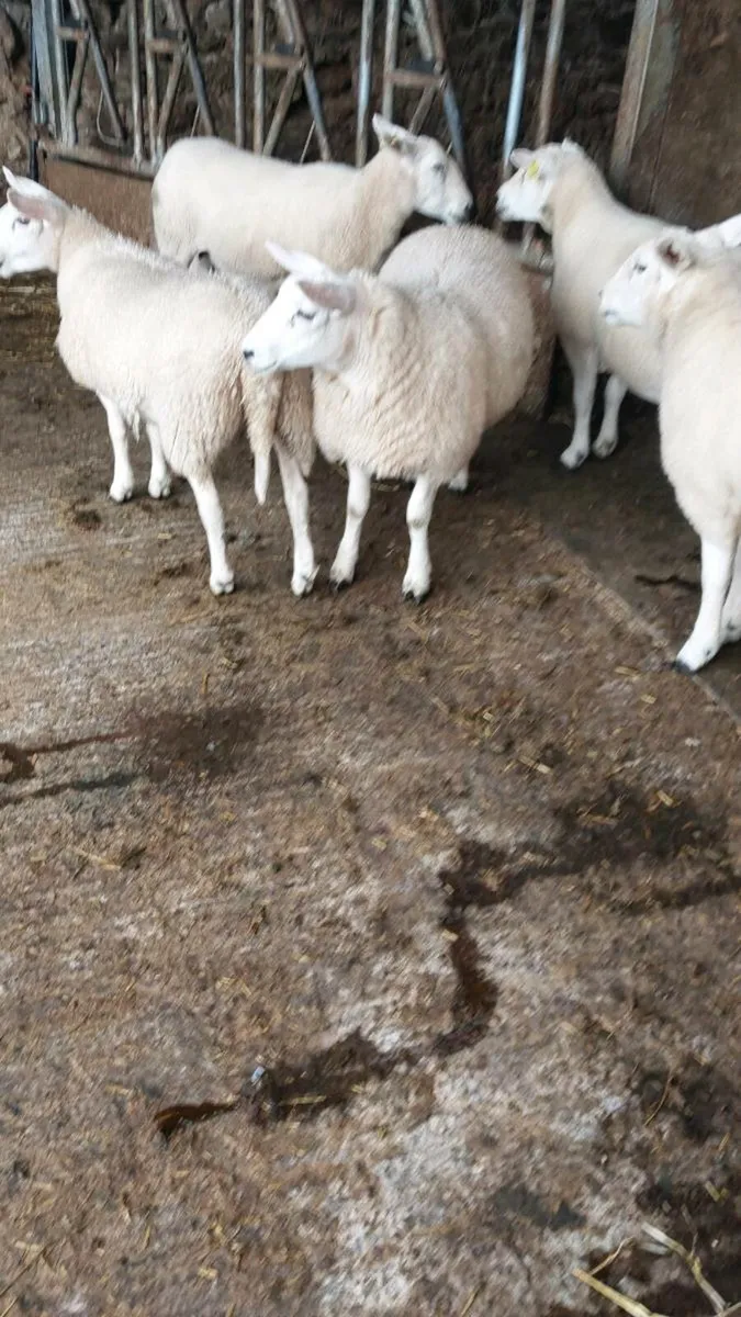 Ewe lambs texel/border - Image 2