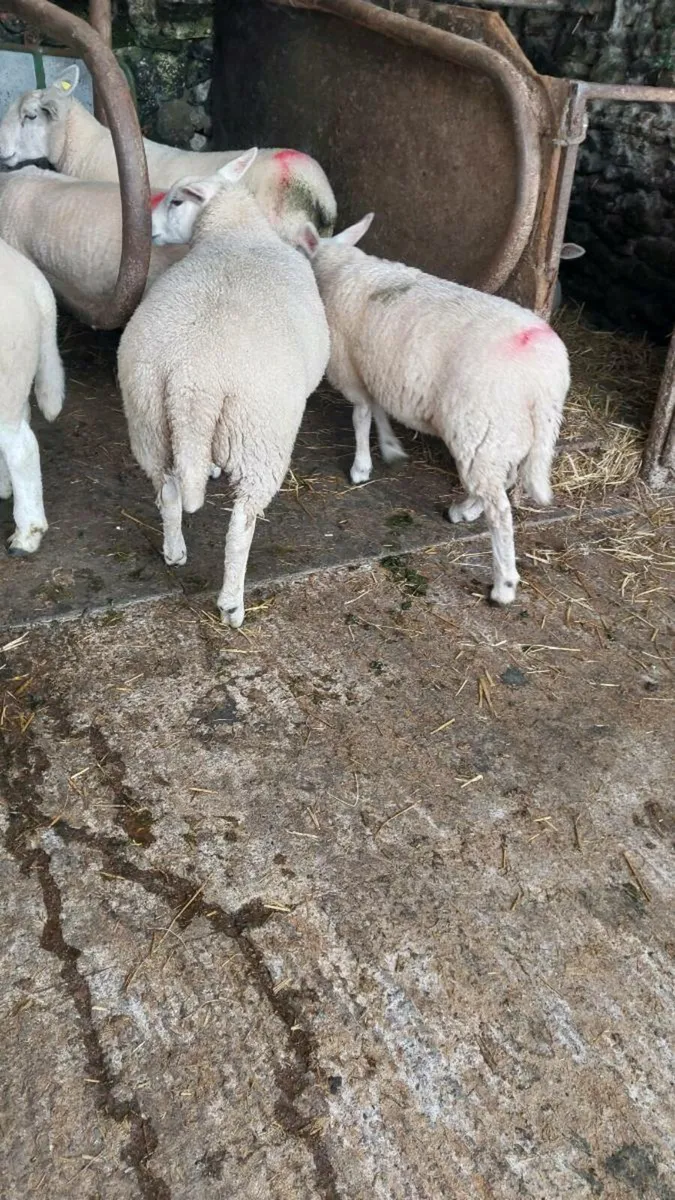 Ewe lambs texel/border - Image 3