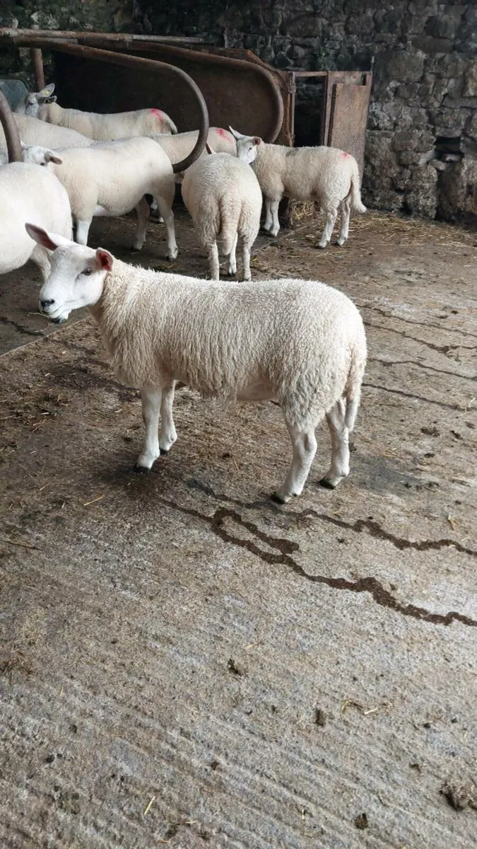 Ewe lambs texel/border - Image 4