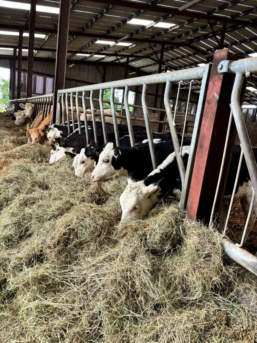 9 super Hereford Heifers for sale - Image 1