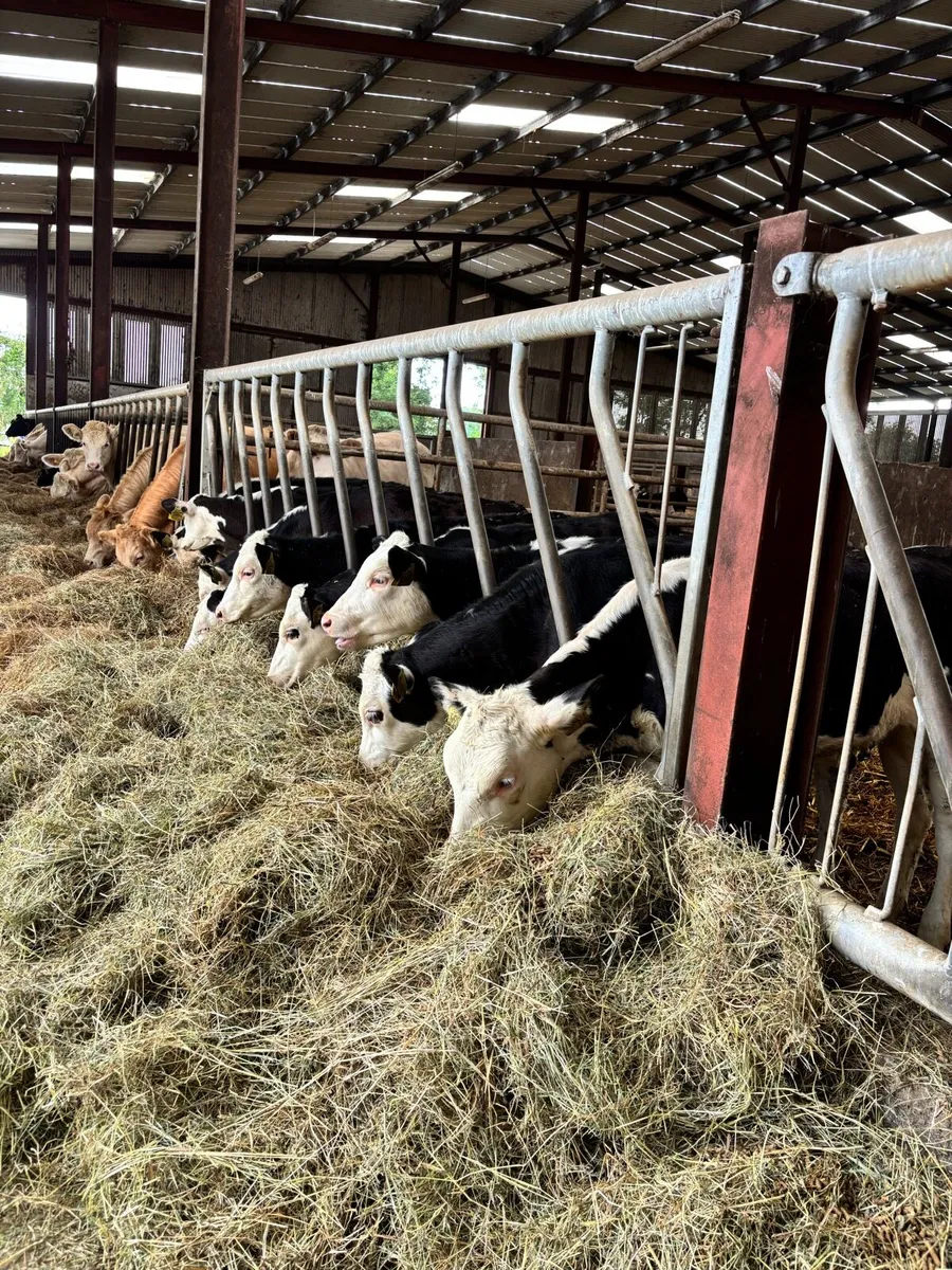 9 super Hereford Heifers for sale - Image 2