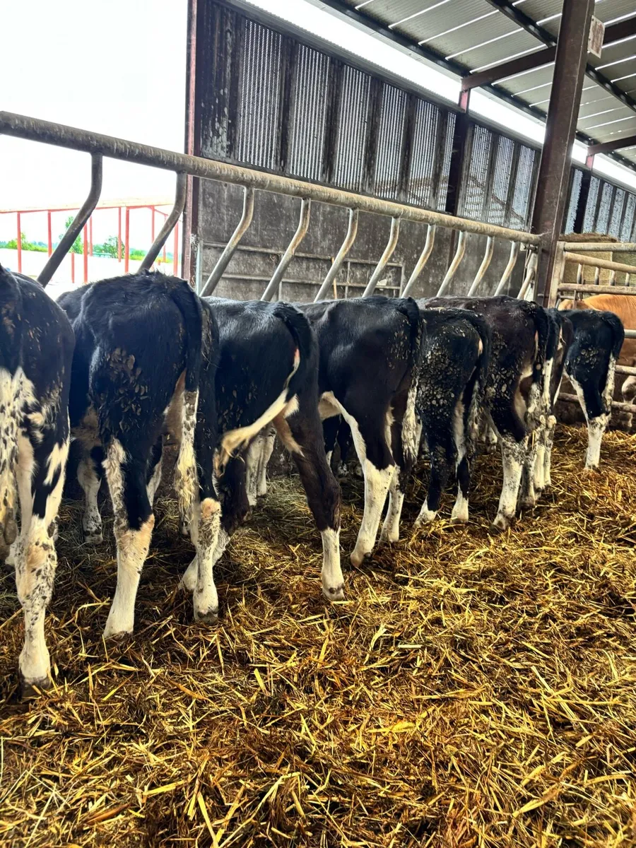 9 super Hereford Heifers for sale - Image 3