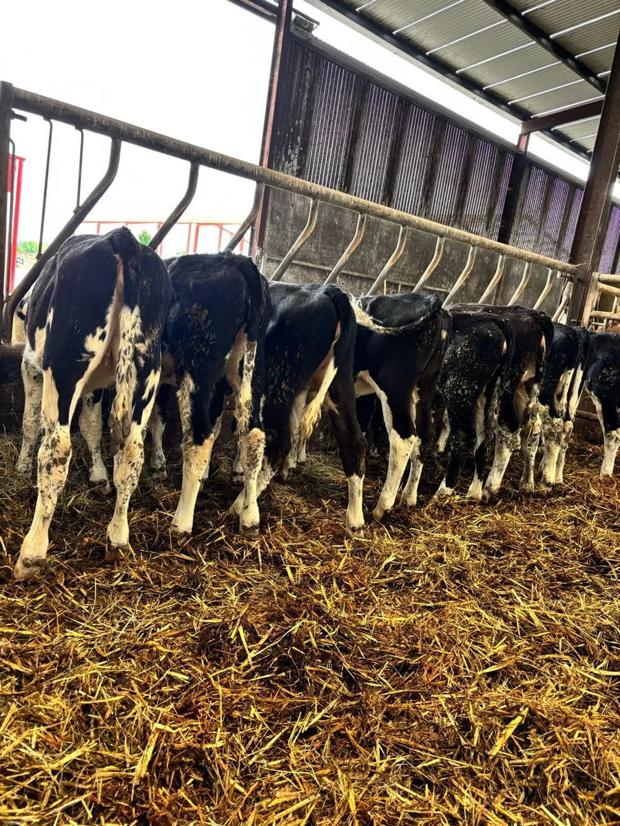9 super Hereford Heifers for sale - Image 4