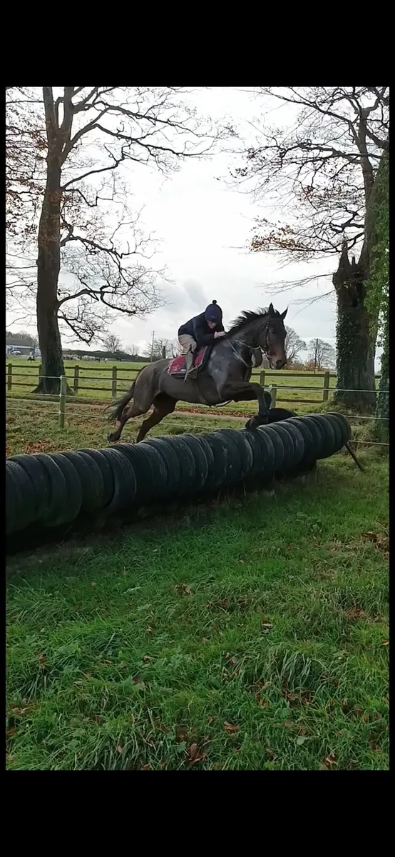 Big NH horse ideal for hunting - Image 1