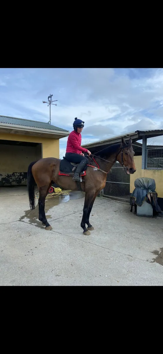 Big NH horse ideal for hunting - Image 2