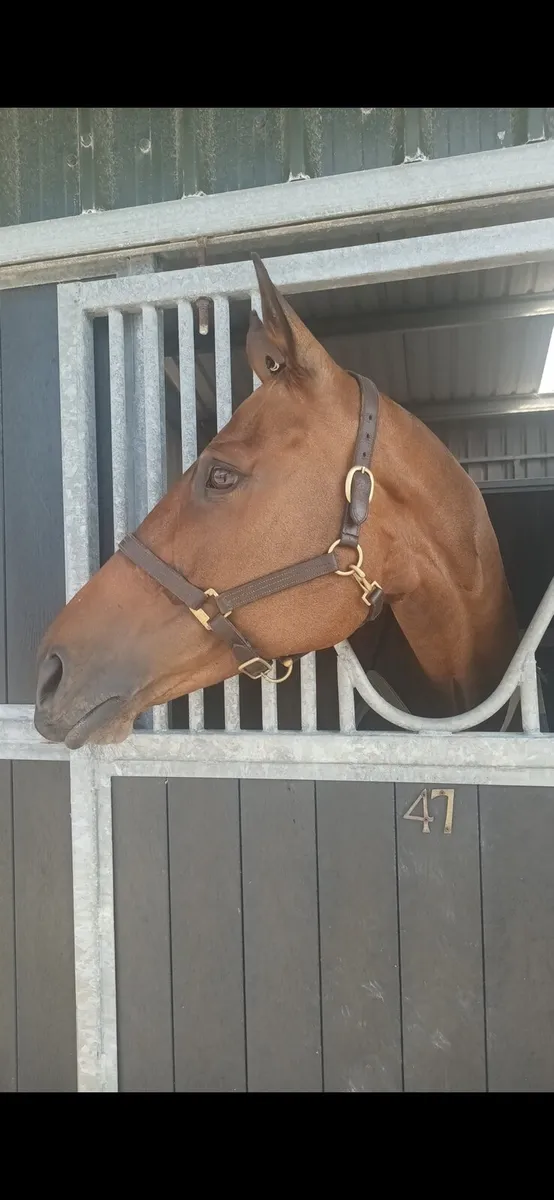 Big NH horse ideal for hunting - Image 3