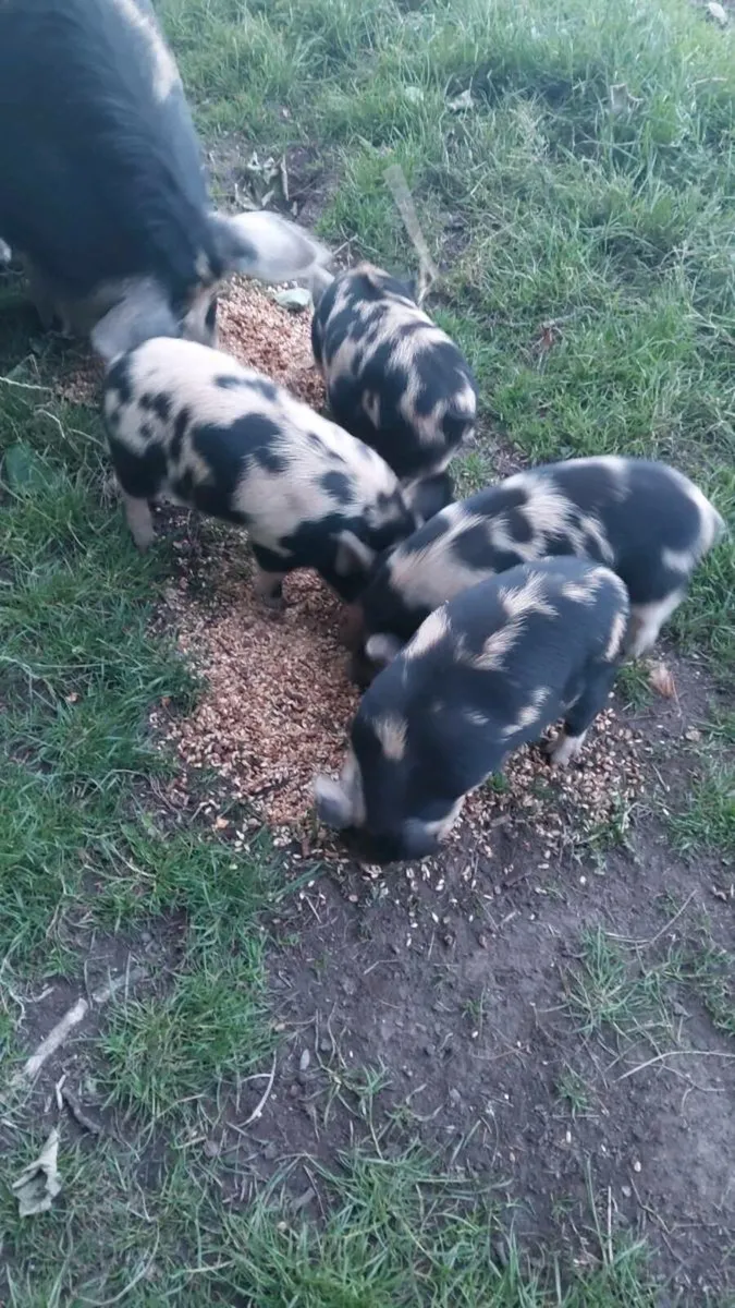 Kune kune - Image 1