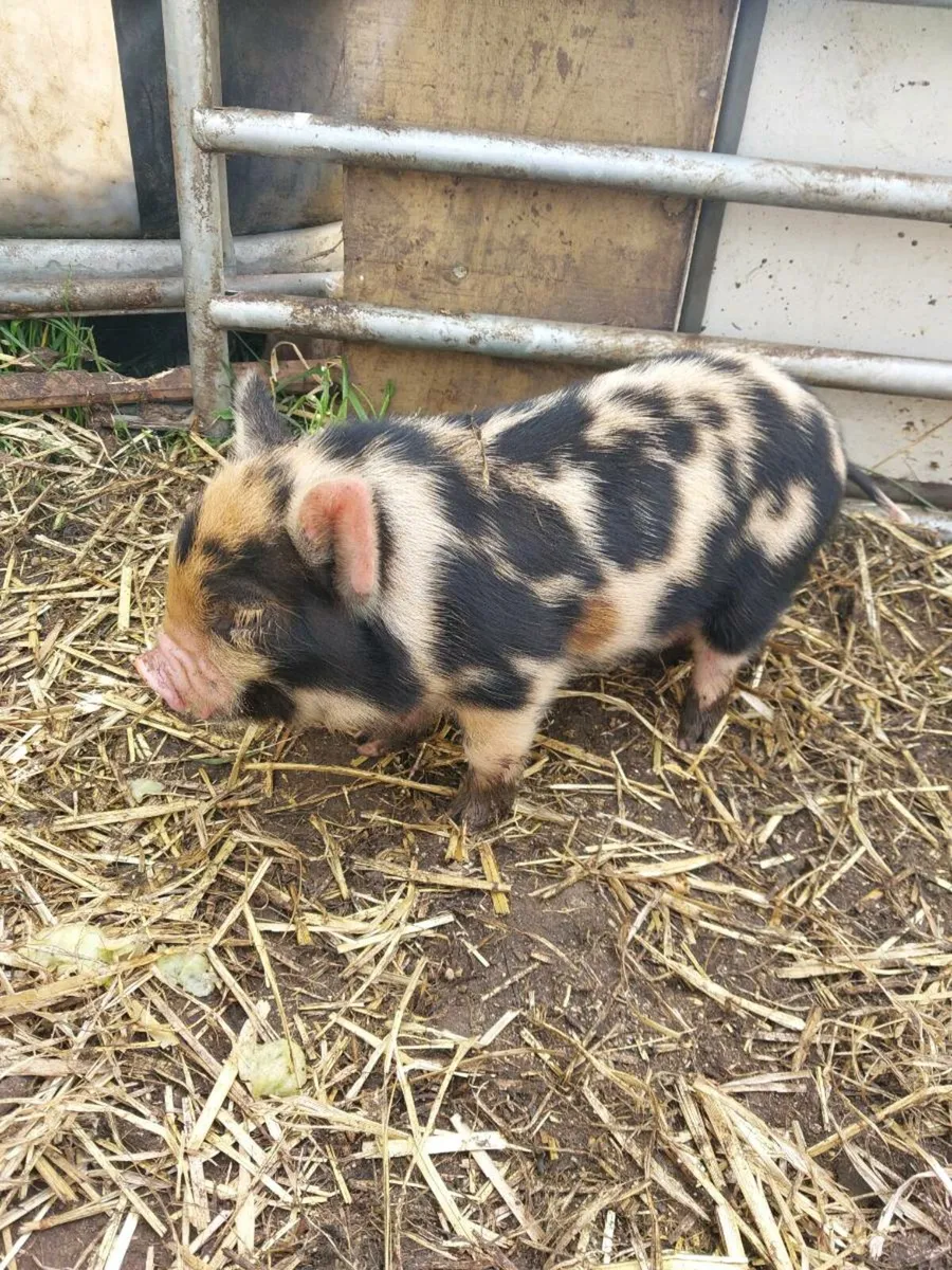 Kune kune - Image 2