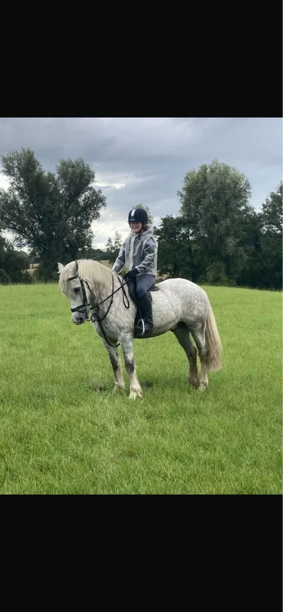 14.2hh hunter - Image 1