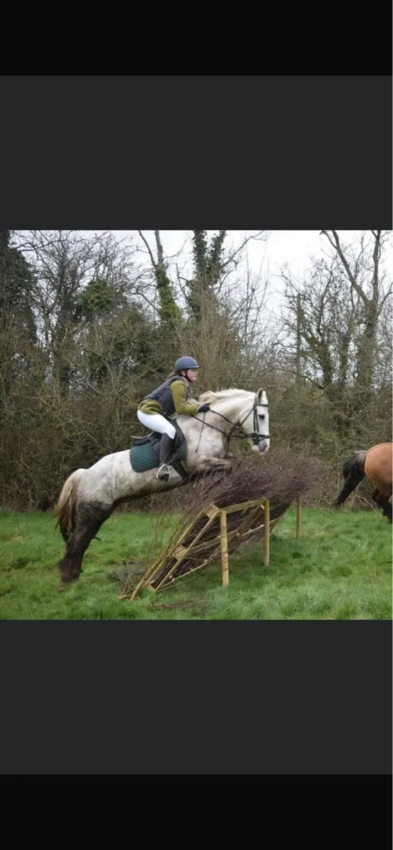 14.2hh hunter - Image 2