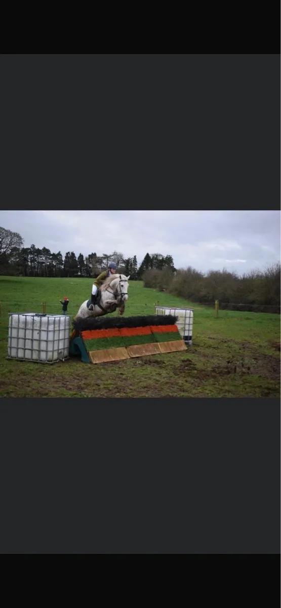 14.2hh hunter - Image 3