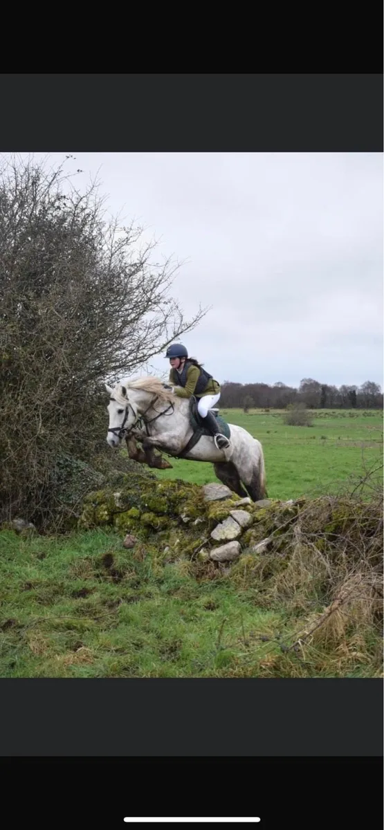 14.2hh hunter - Image 4