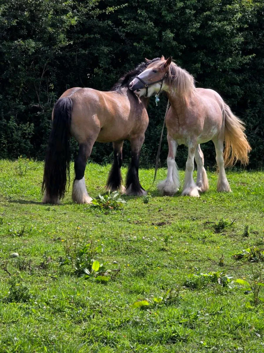 2 mares for sale - Image 1