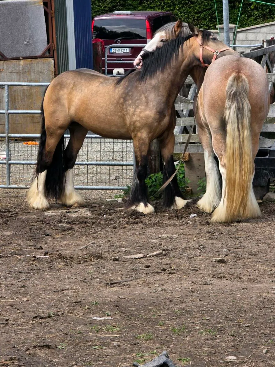 2 mares for sale - Image 2