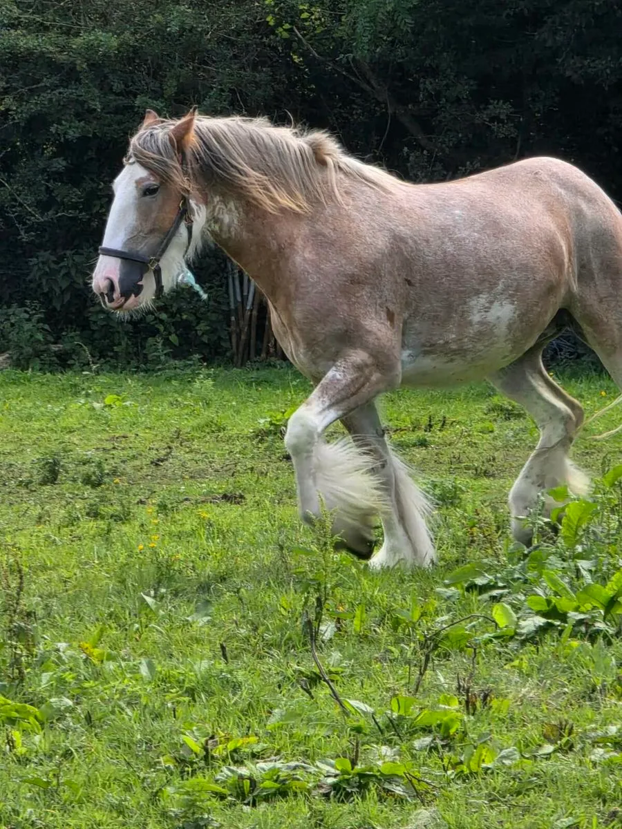 2 mares for sale - Image 3