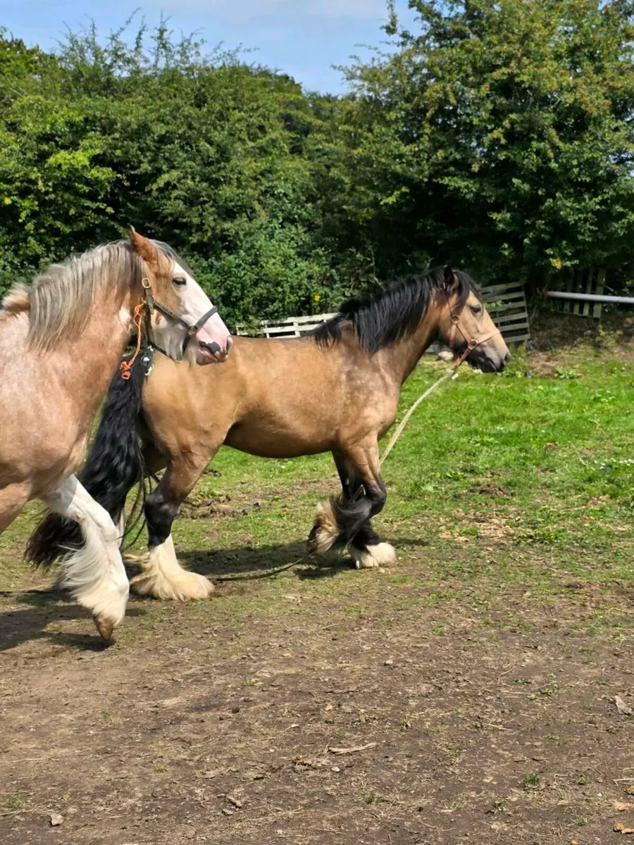 2 mares for sale - Image 4