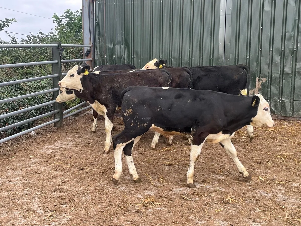 12 super Hereford bull weanlings - Image 1