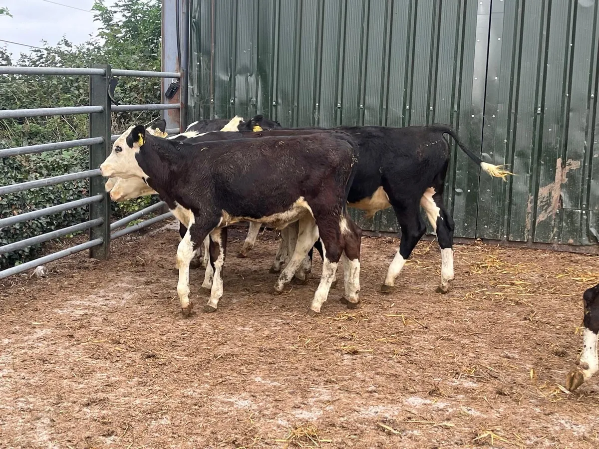 12 super Hereford bull weanlings - Image 2