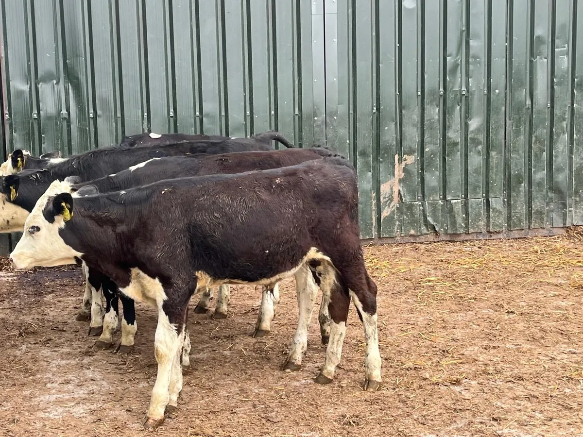 12 super Hereford bull weanlings - Image 3