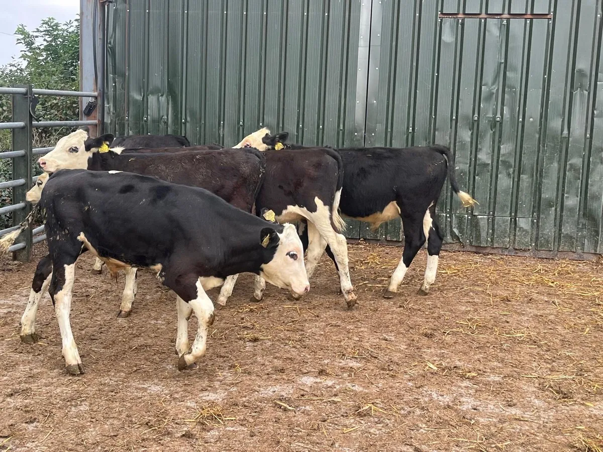 12 super Hereford bull weanlings - Image 4