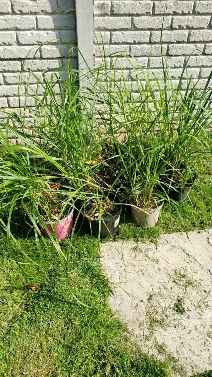 Pampas grass. Delivery available - Image 1
