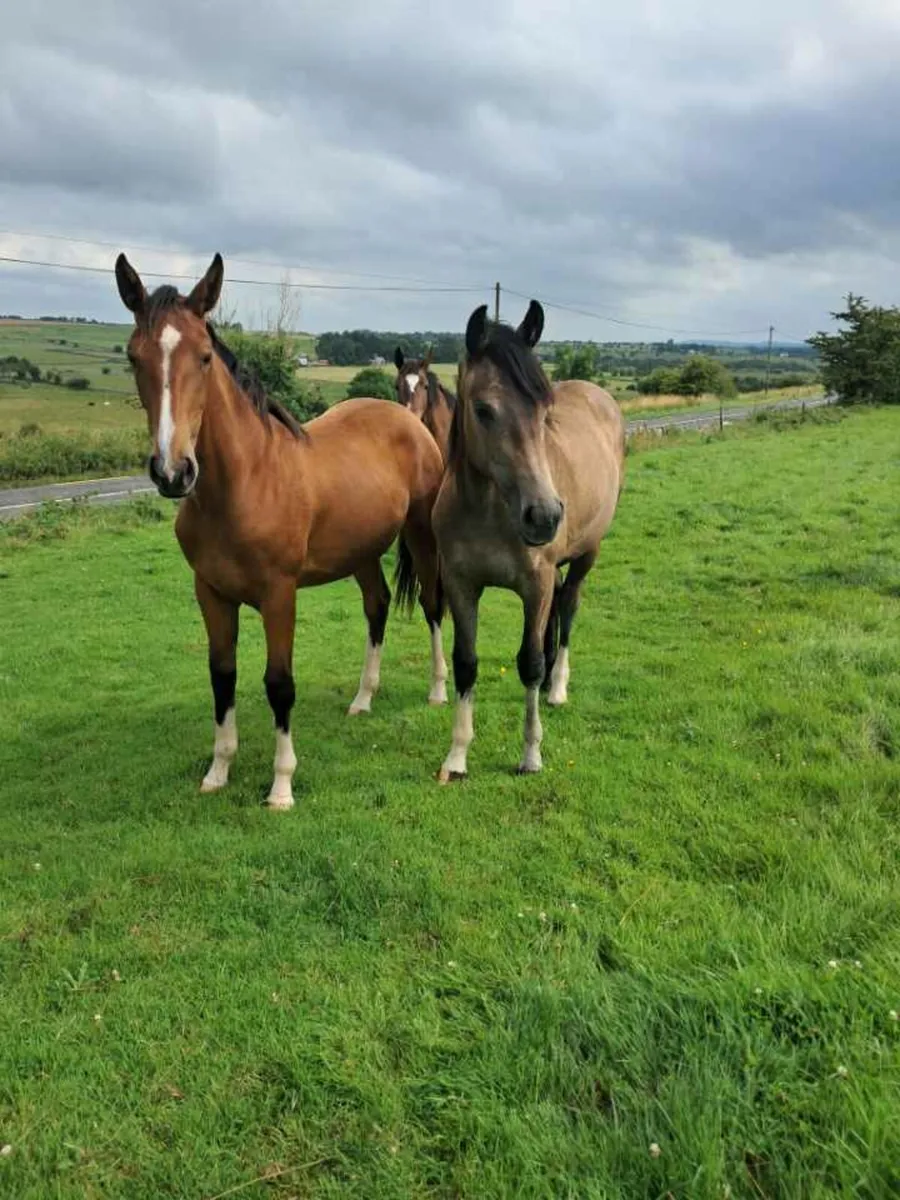 2 yearling fillys - Image 1