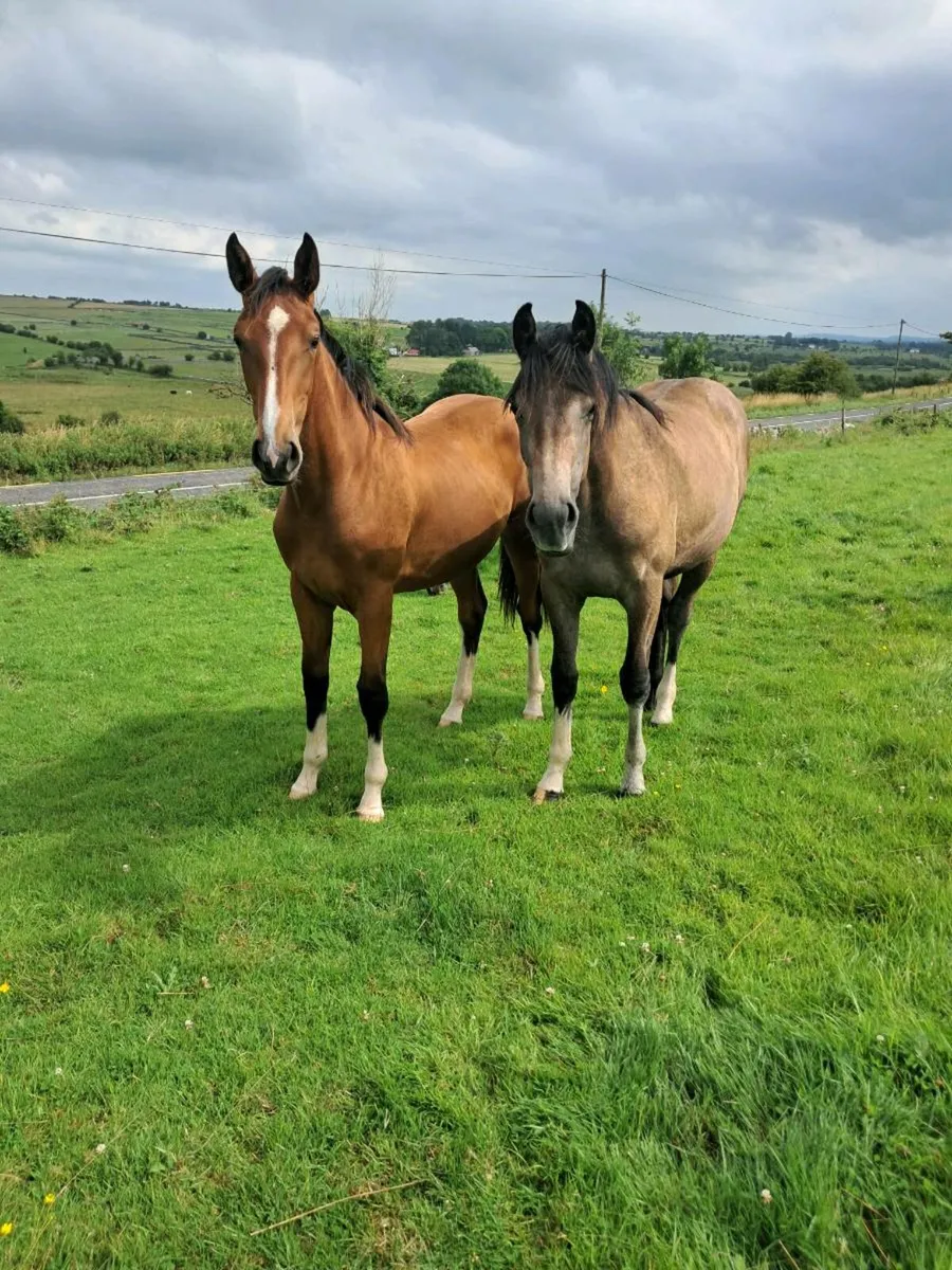 2 yearling fillys - Image 2