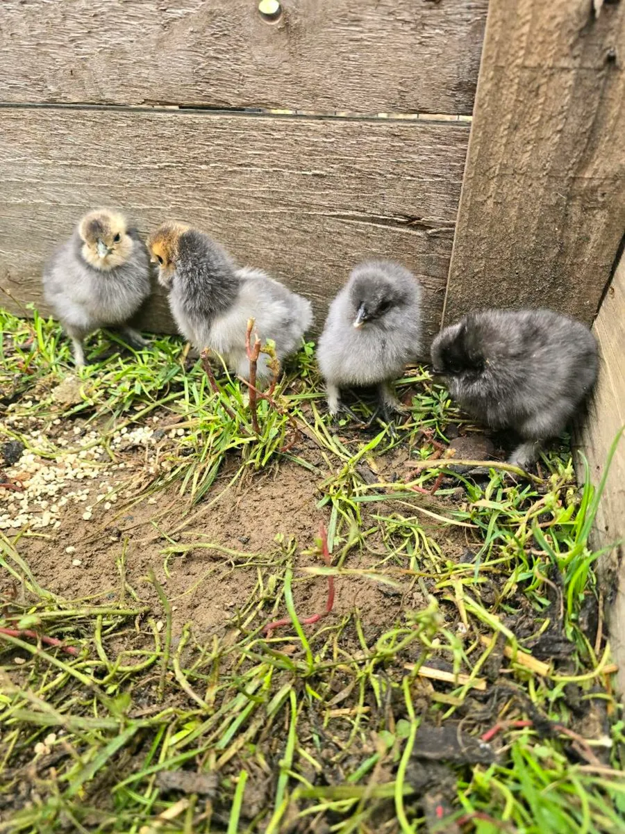 USA bearded silkie chicks and hatching eggs - Image 1