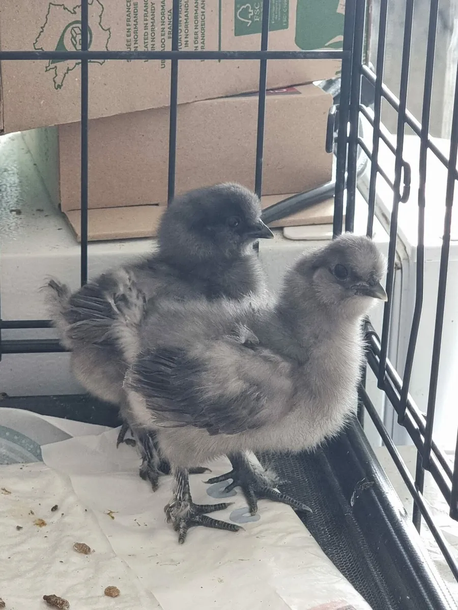 USA bearded silkie chicks and hatching eggs - Image 3