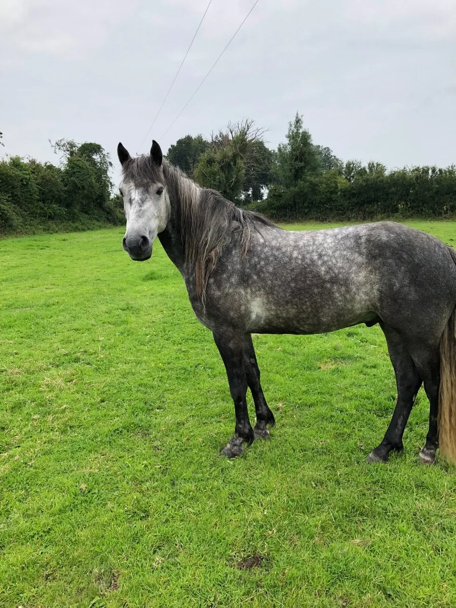 4 year old Connemara - Image 1