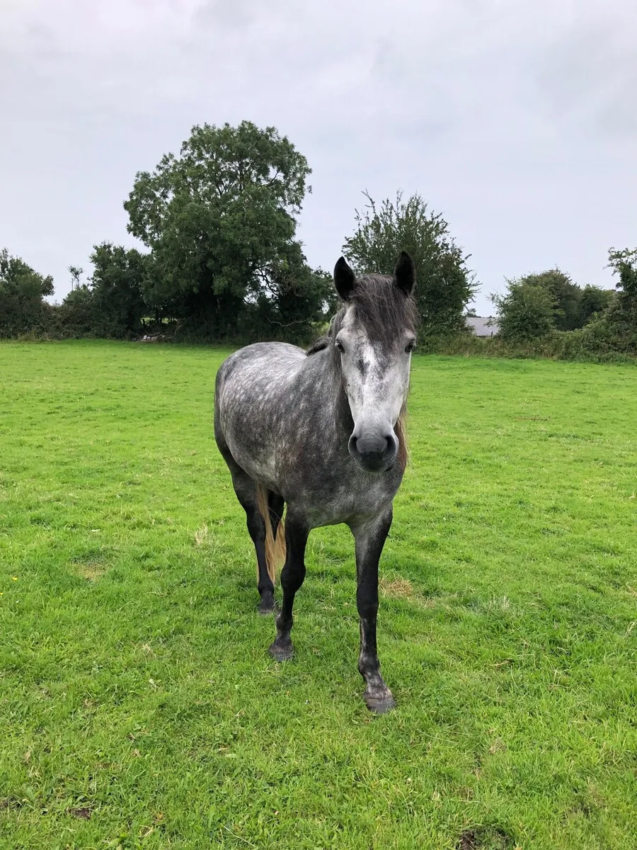 4 year old Connemara - Image 2