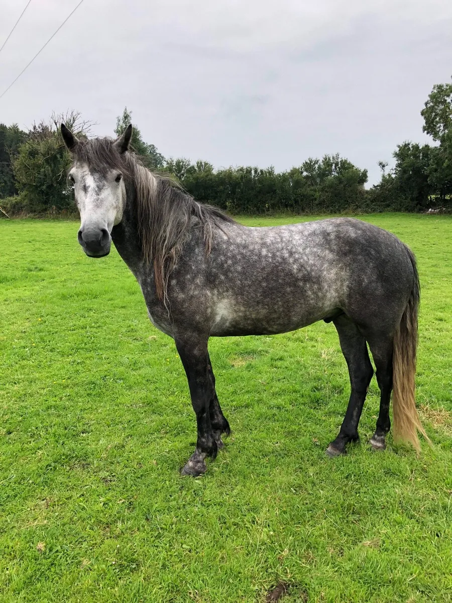 4 year old Connemara - Image 3