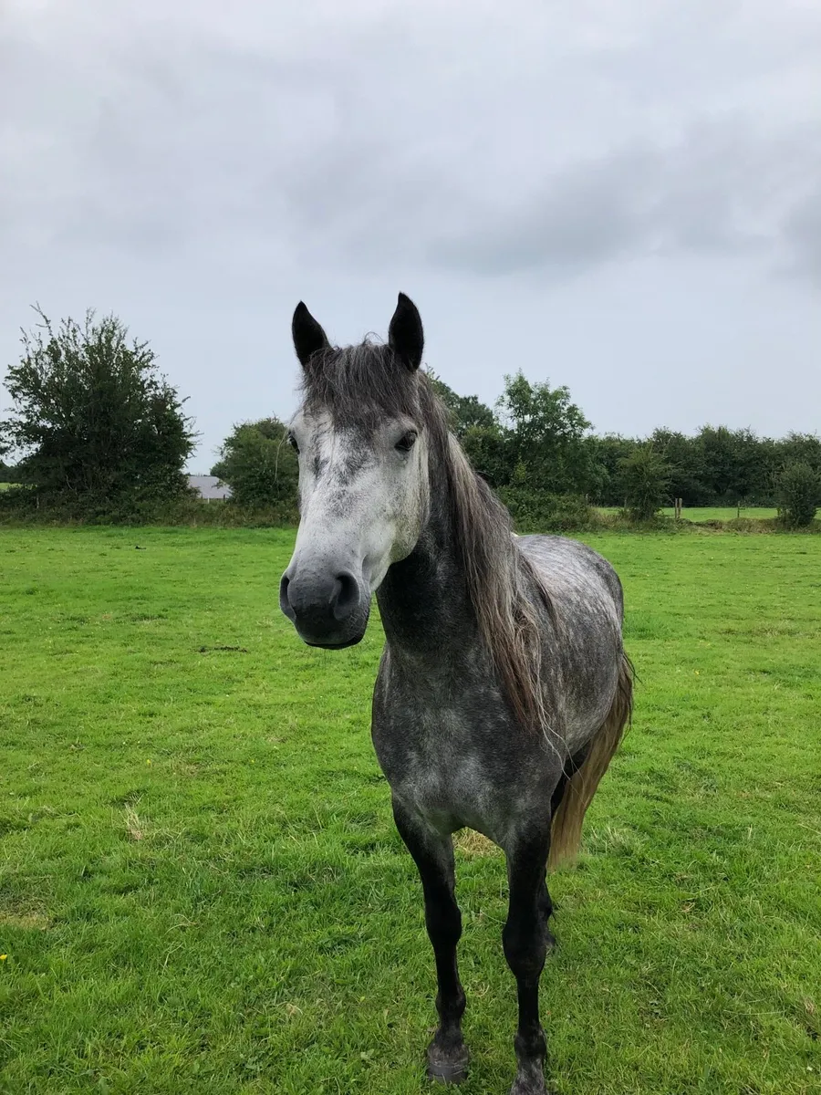 4 year old Connemara - Image 4