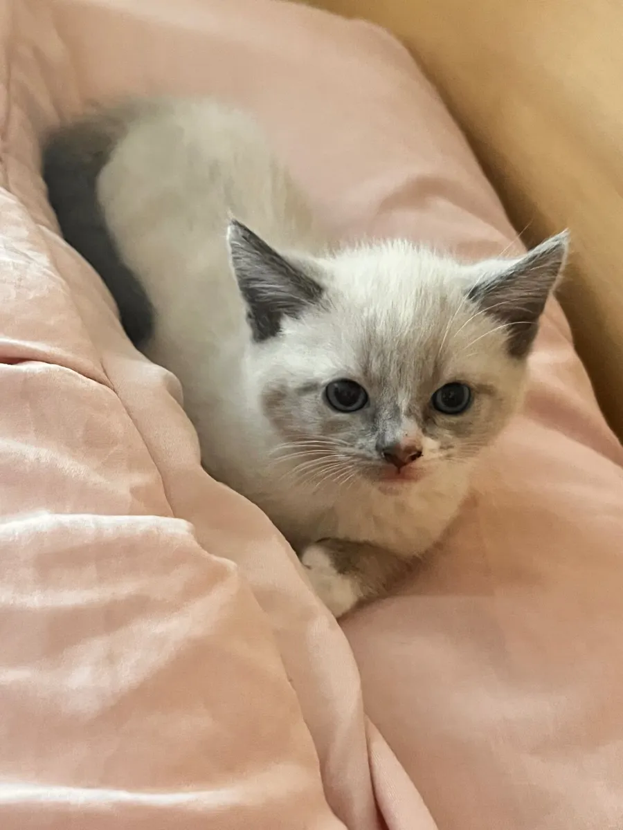 Kittens - Image 1
