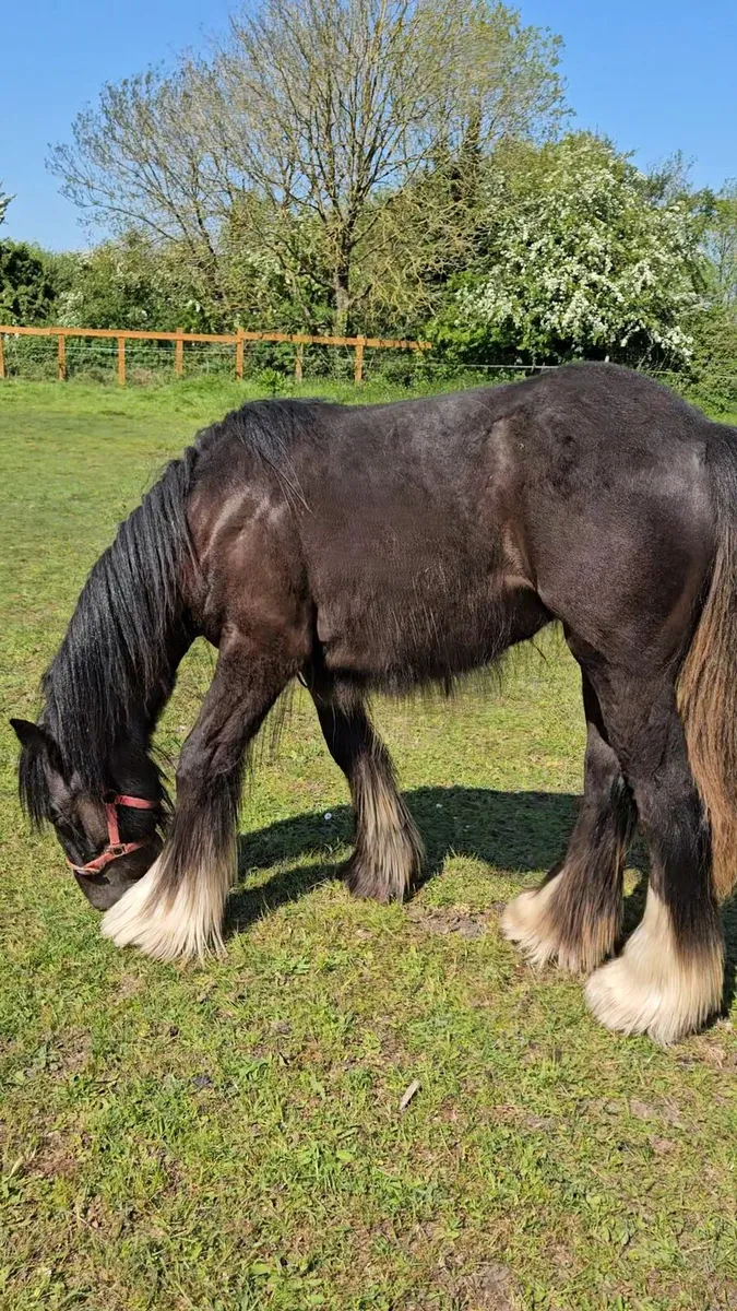 Black filly - Image 2