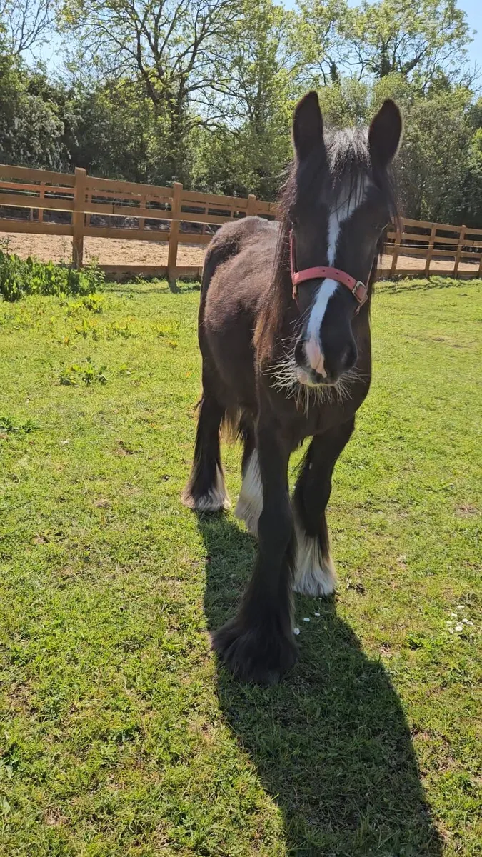 Black filly - Image 3