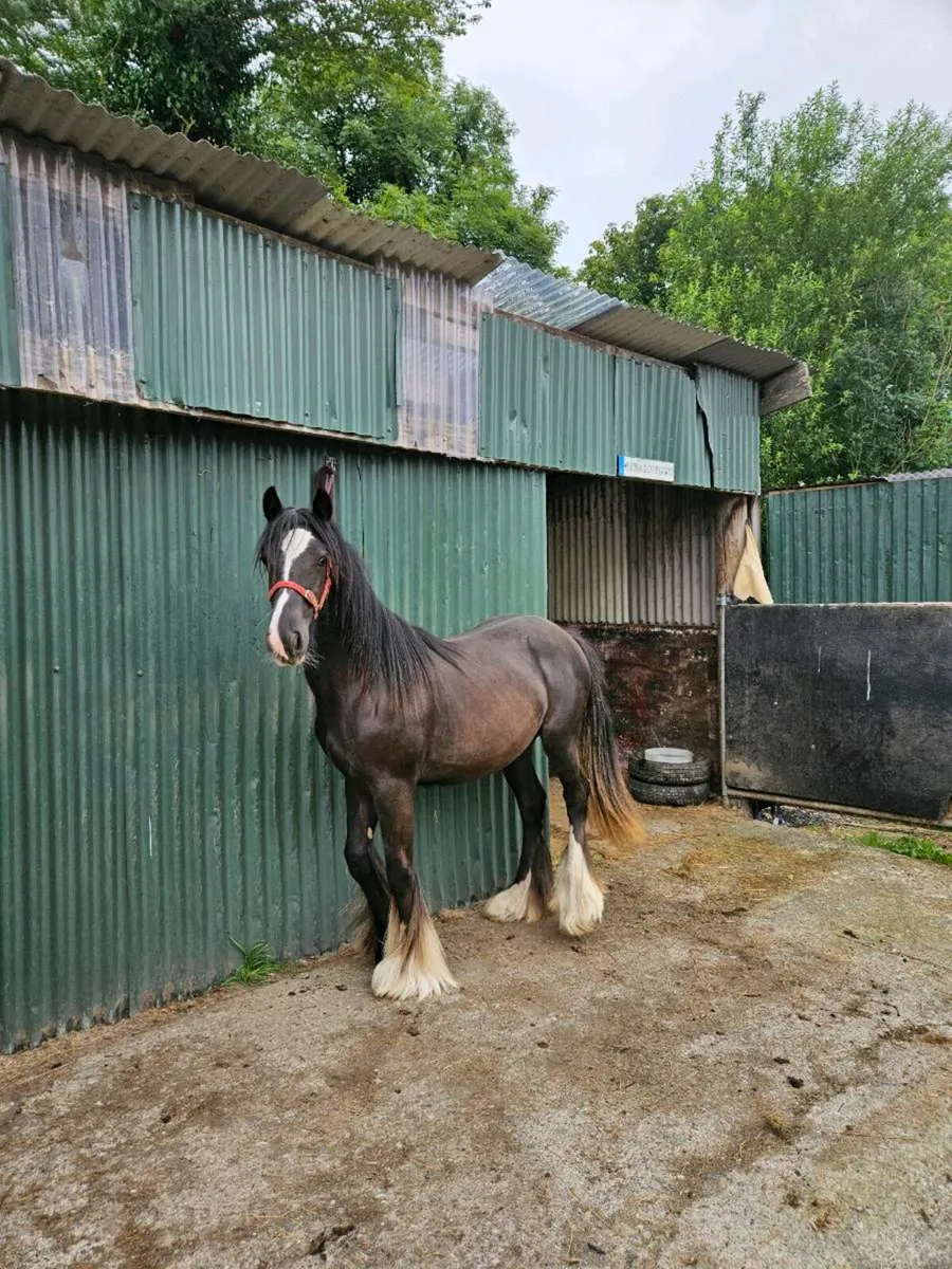Black filly - Image 1