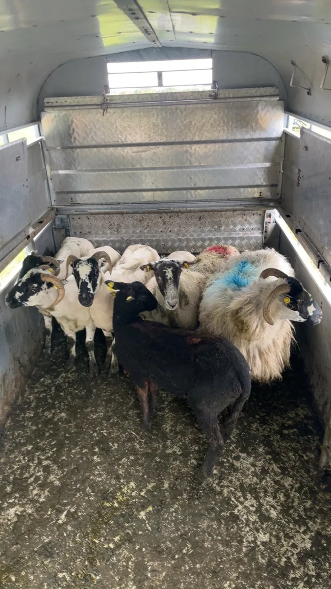 Young ewes