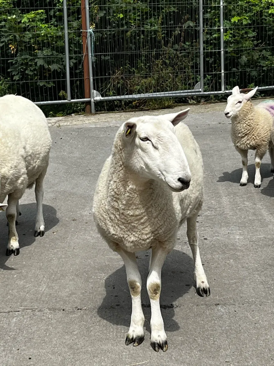 PBNR Cheviot Ram - Image 1