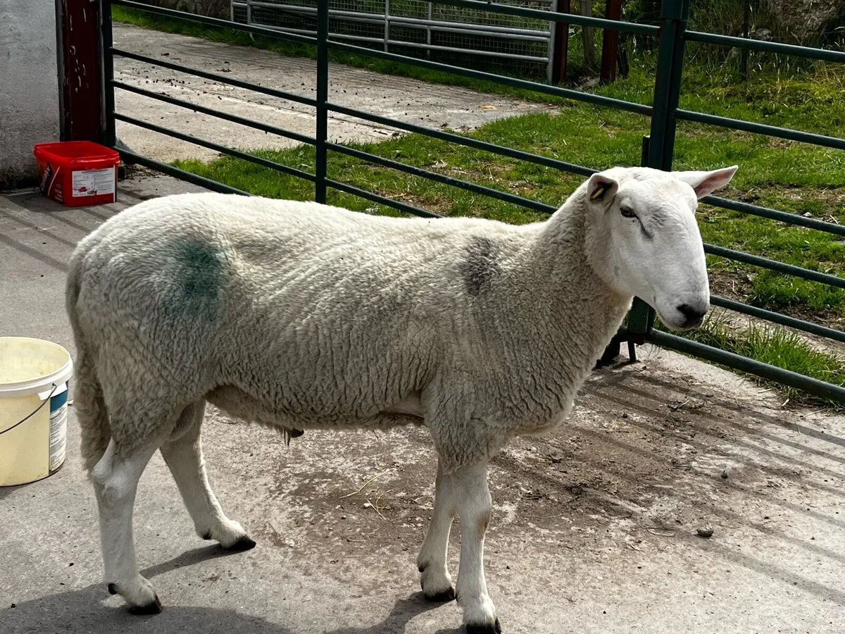 PBNR Cheviot Ram - Image 2