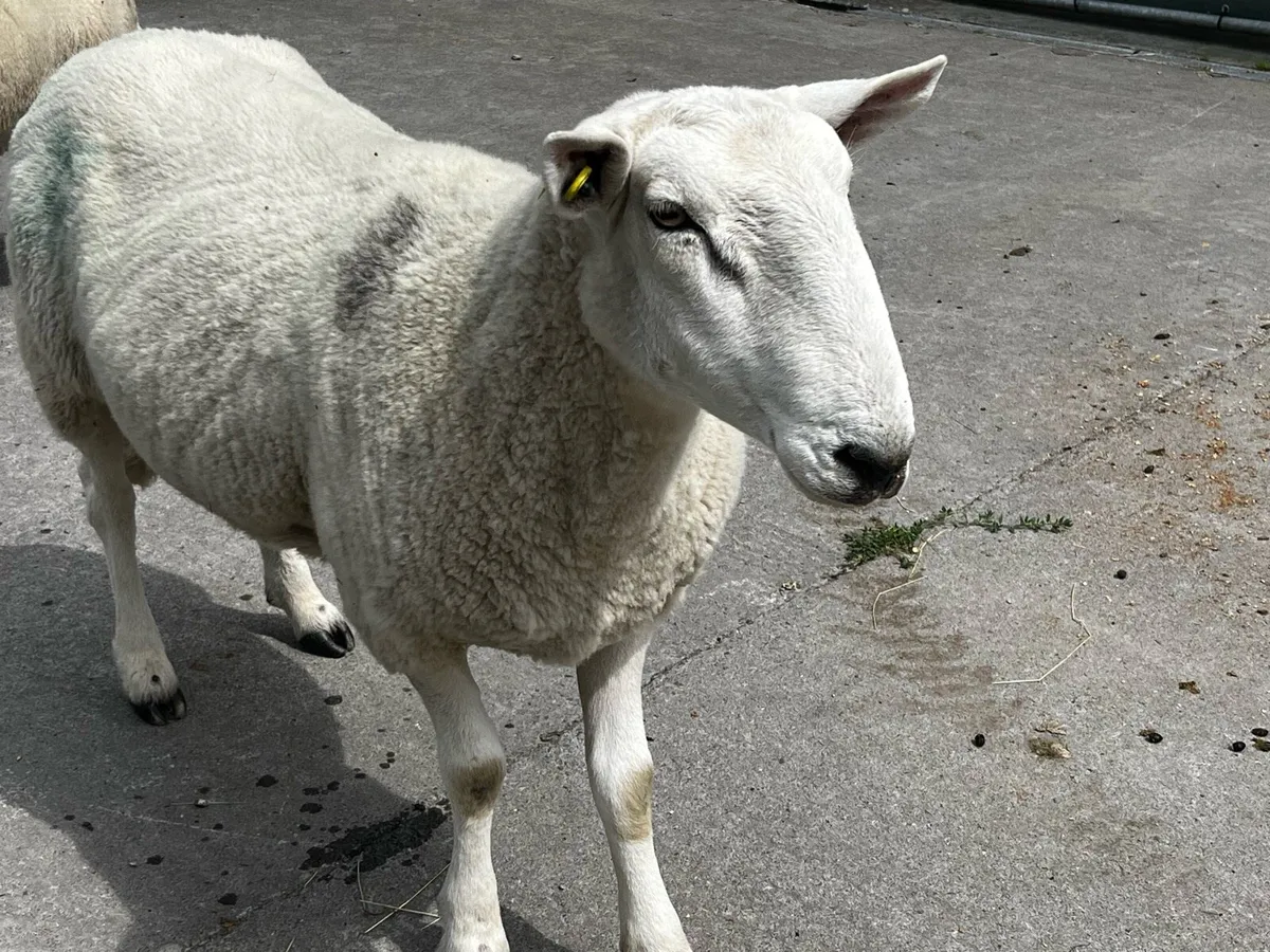 PBNR Cheviot Ram - Image 3