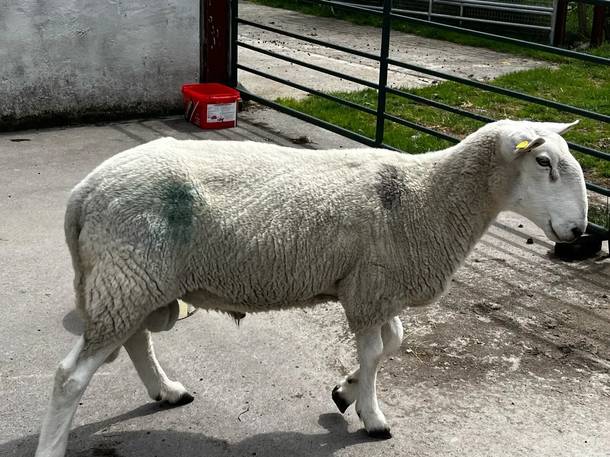 PBNR Cheviot Ram - Image 4