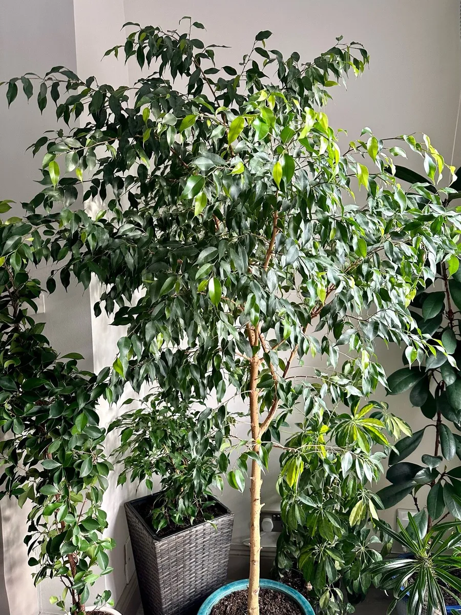 Ficus Benjamina Tree - Image 2