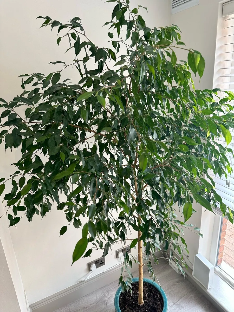 Ficus Benjamina Tree - Image 3