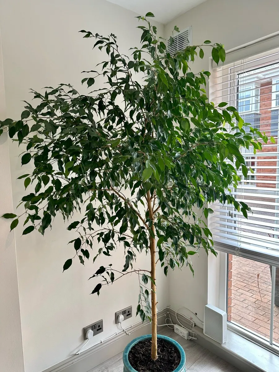 Ficus Benjamina Tree - Image 4